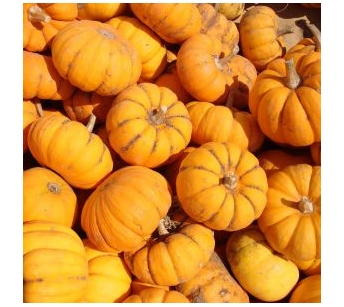 pumpkins